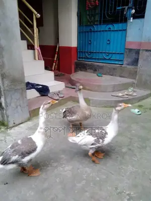 Geese and Chinese Geese for Sale