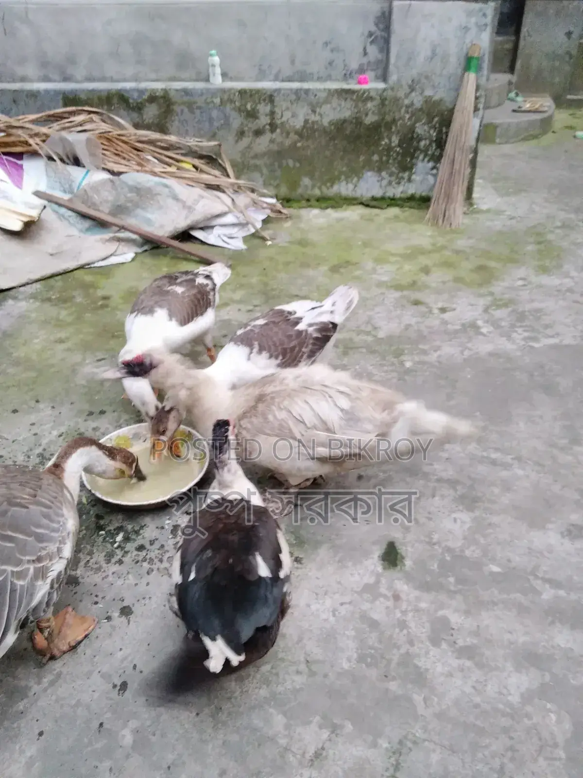 Geese and Chinese Geese for Sale