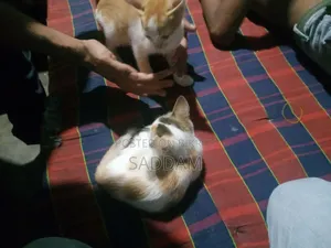 0-1 Month Male Mixed Breed Bengal