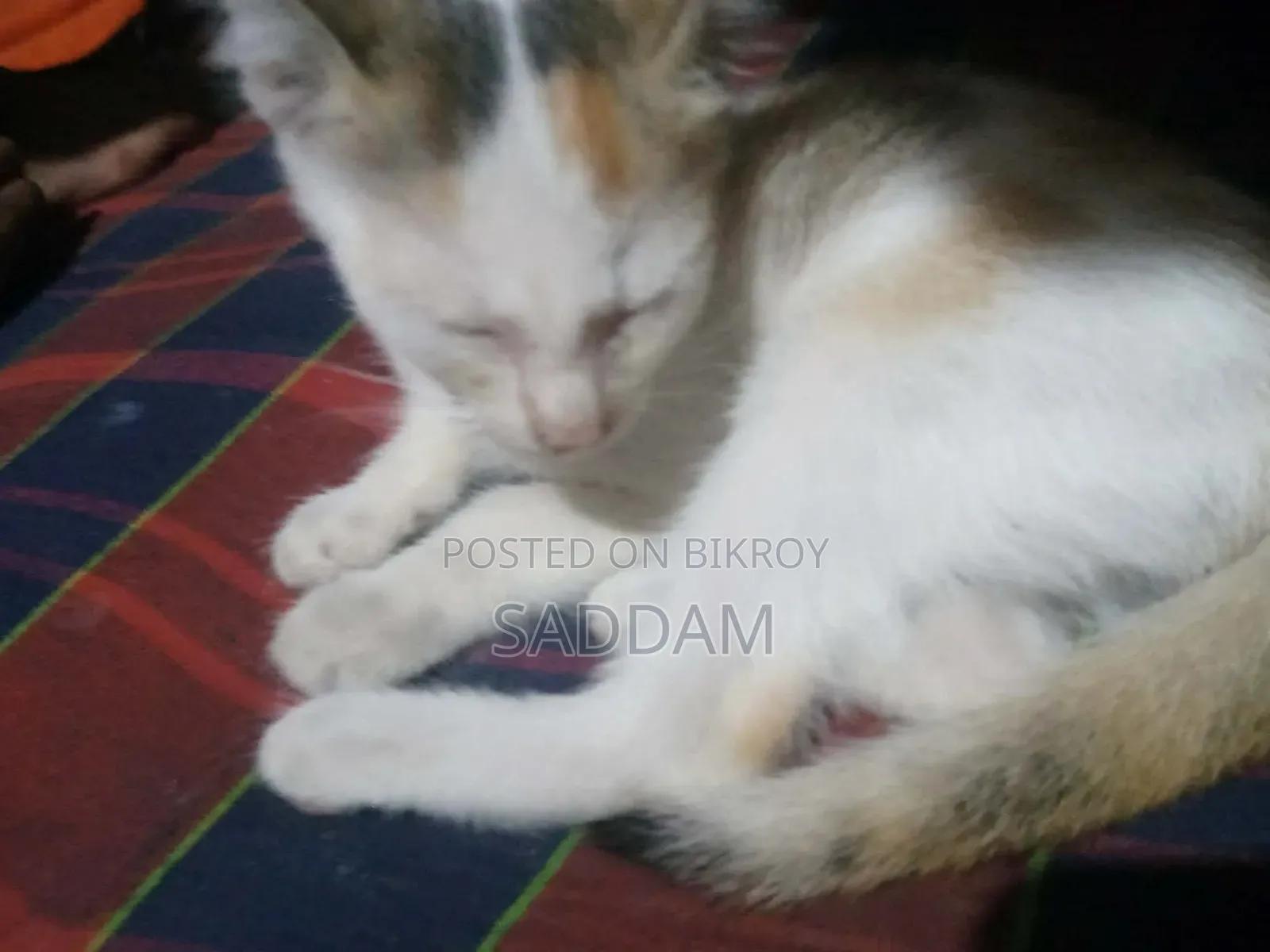 0-1 Month Male Mixed Breed Bengal