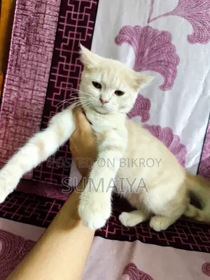1-3 Months Female Mixed Breed Persian