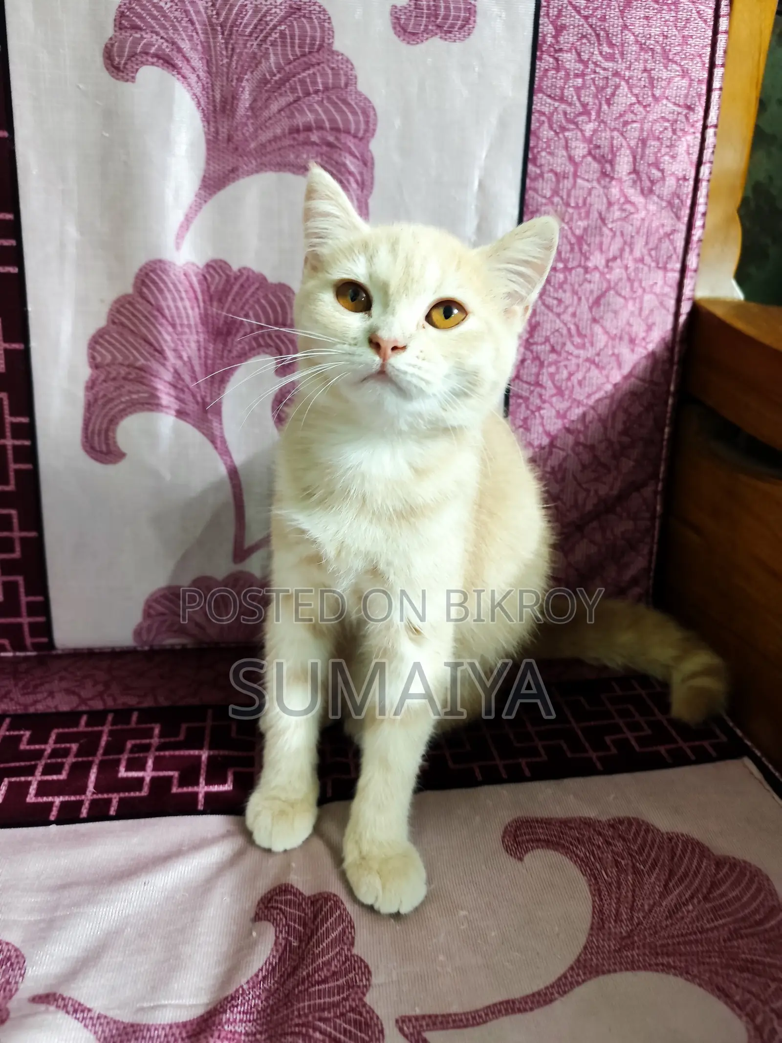 1-3 Months Female Mixed Breed Persian