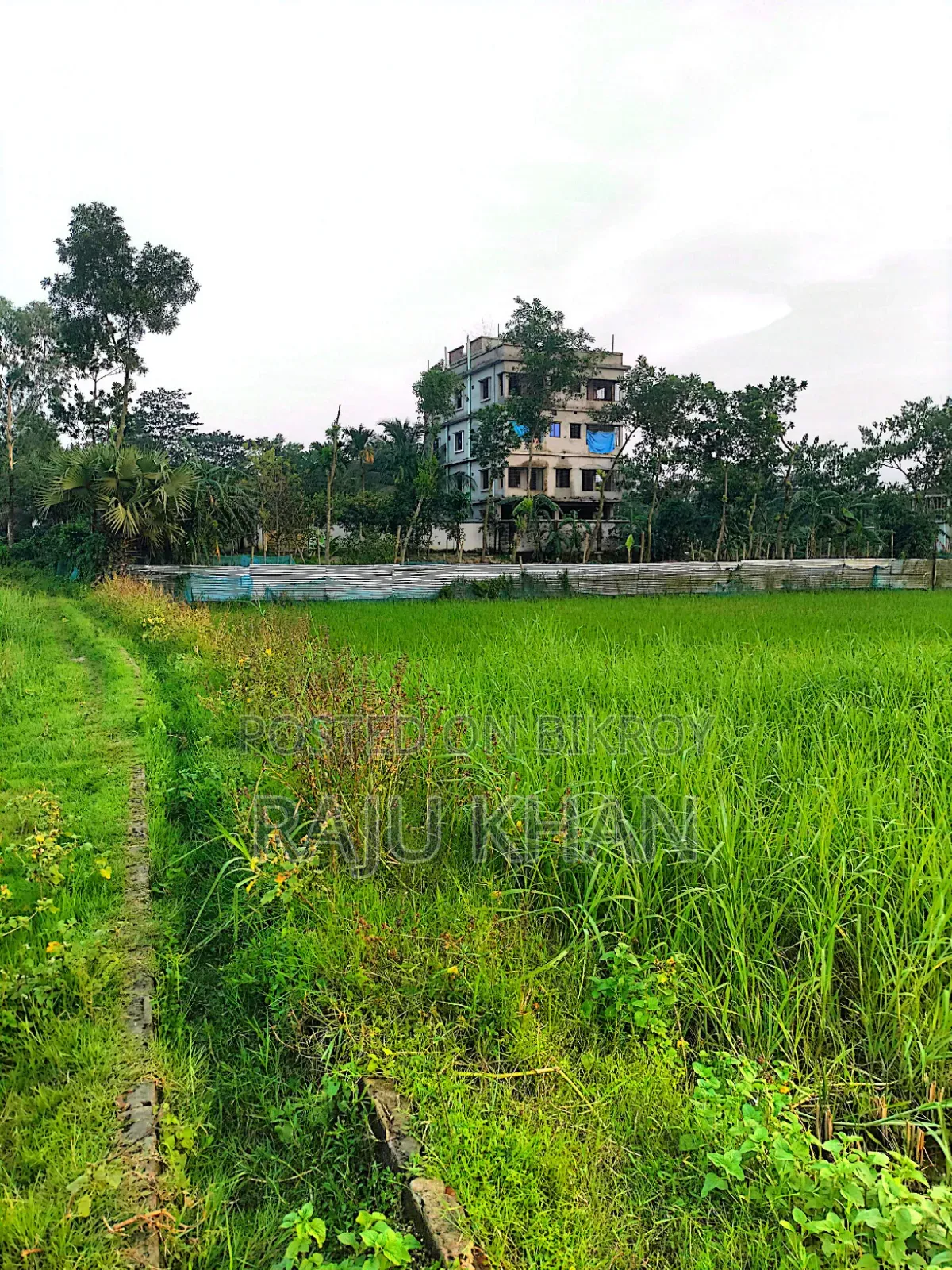 কৃষি জমি ।চাঁদপুর শাহারাস্তি থানা