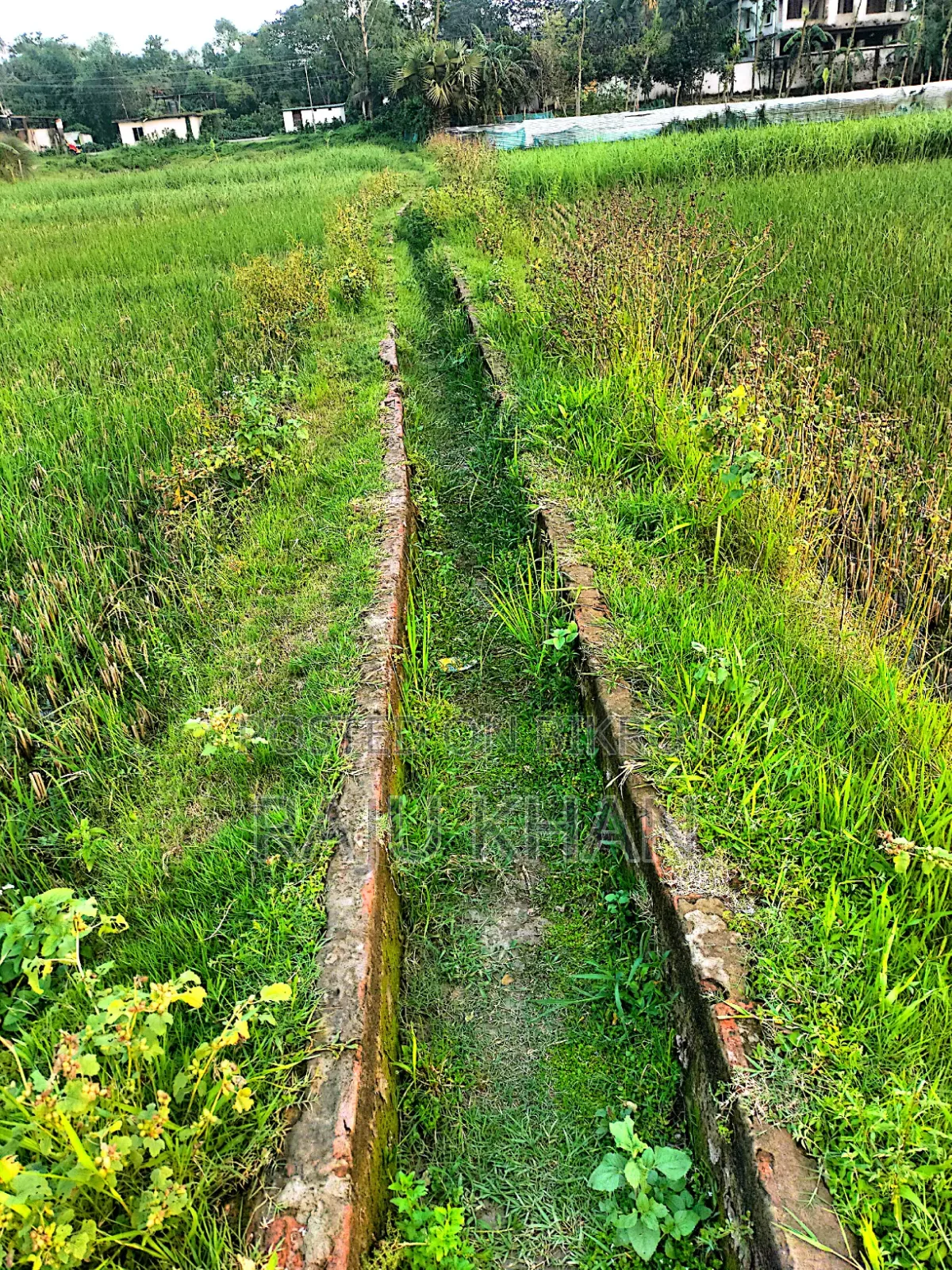 কৃষি জমি ।চাঁদপুর শাহারাস্তি থানা