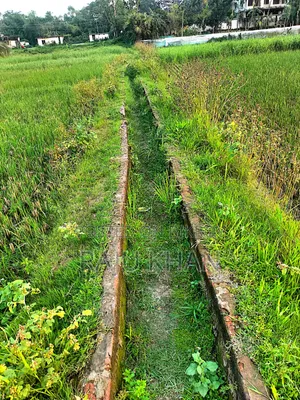 কৃষি জমি ।চাঁদপুর শাহারাস্তি থানা