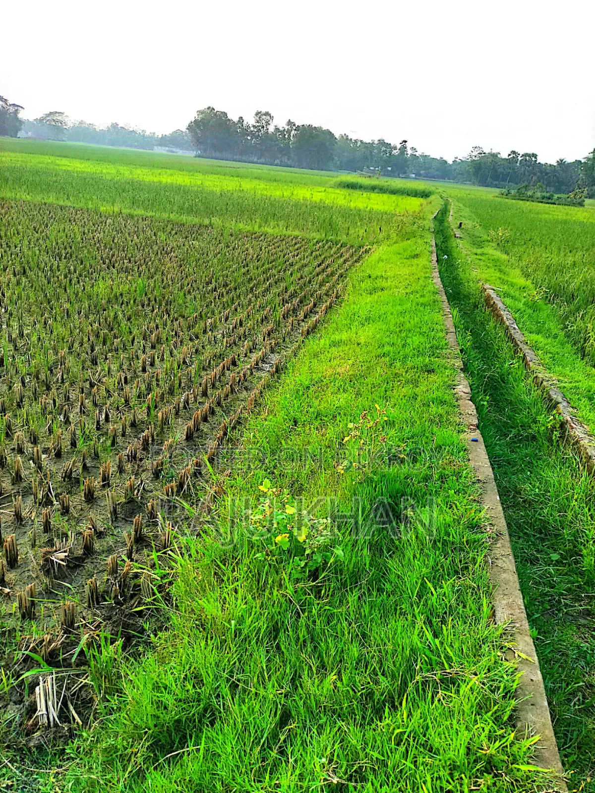কৃষি জমি ।চাঁদপুর শাহারাস্তি থানা