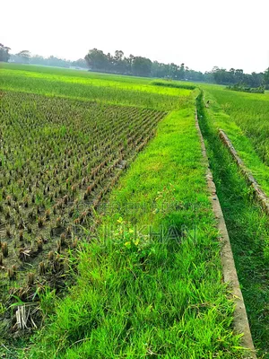 কৃষি জমি ।চাঁদপুর শাহারাস্তি থানা