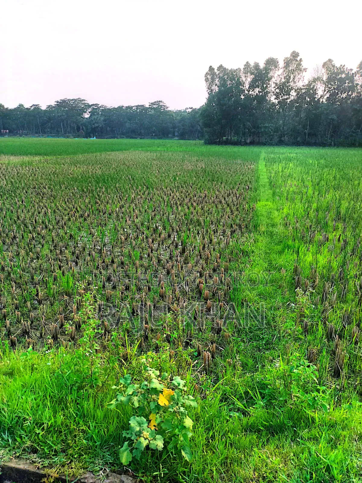কৃষি জমি ।চাঁদপুর শাহারাস্তি থানা