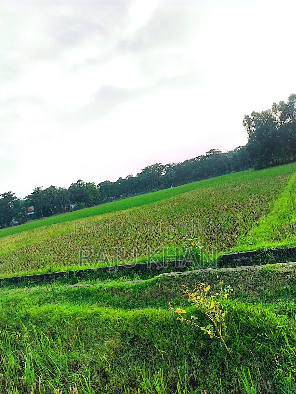 কৃষি জমি ।চাঁদপুর শাহারাস্তি থানা
