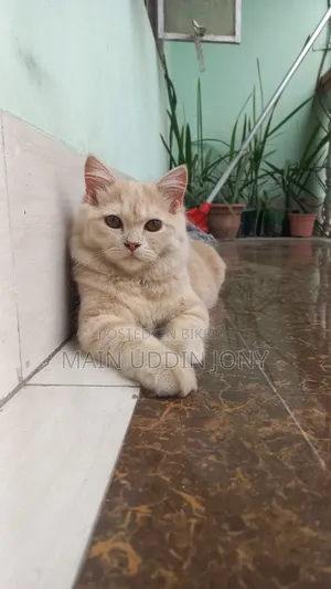 3-6 Months Female Purebred Persian
