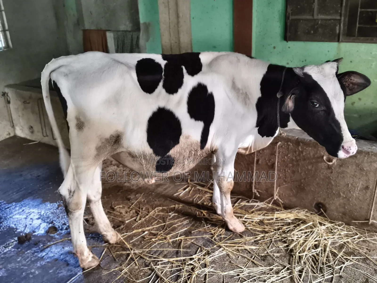 হাই ব্রিডের ফ্রিজিয়ান ষাড় বাছুর বিক্রি হবে