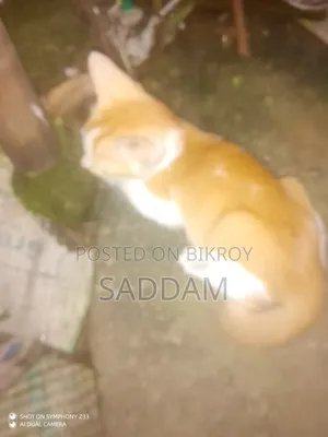 0-1 Month Male Purebred Bengal