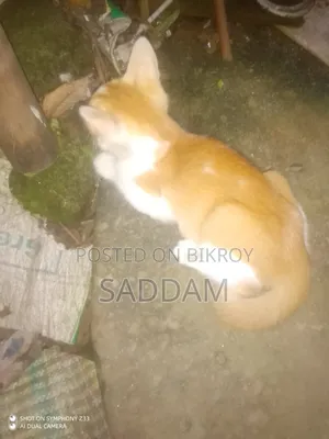 0-1 Month Male Purebred Bengal