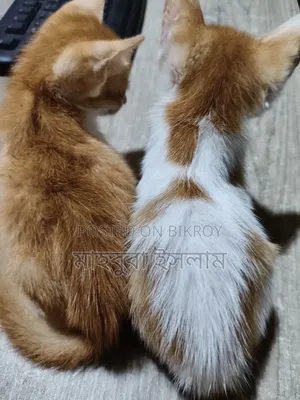 1-3 Months Male Mixed Breed Persian Cat
