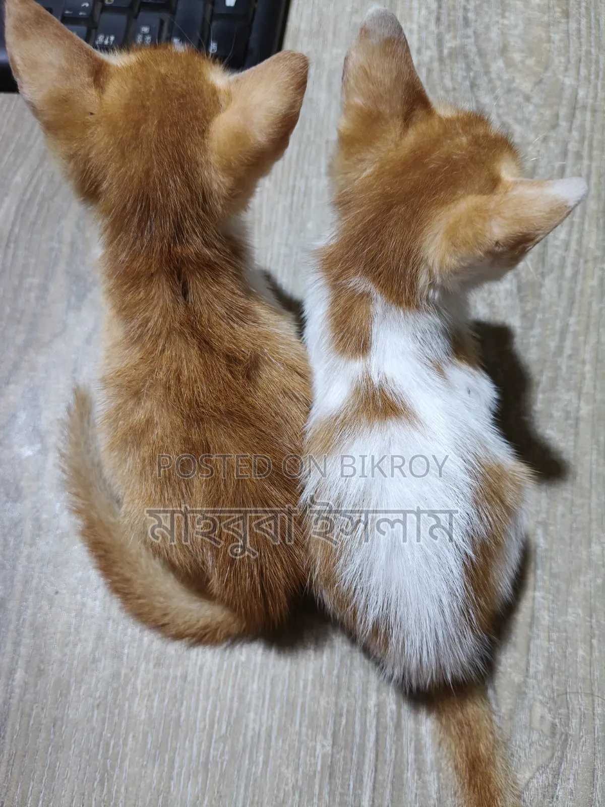 1-3 Months Male Mixed Breed Persian Cat