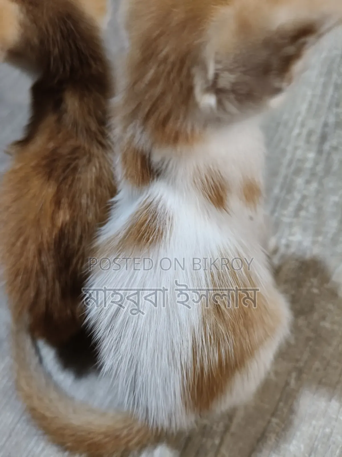1-3 Months Male Mixed Breed Persian Cat