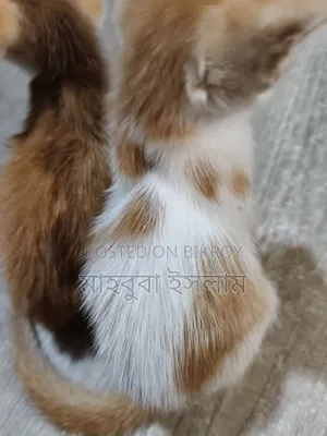1-3 Months Male Mixed Breed Persian Cat