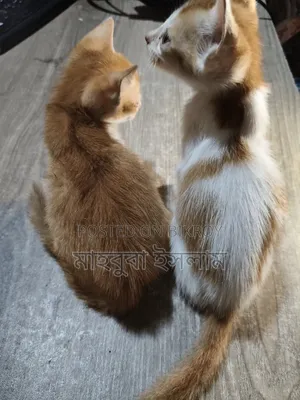 1-3 Months Male Mixed Breed Persian Cat