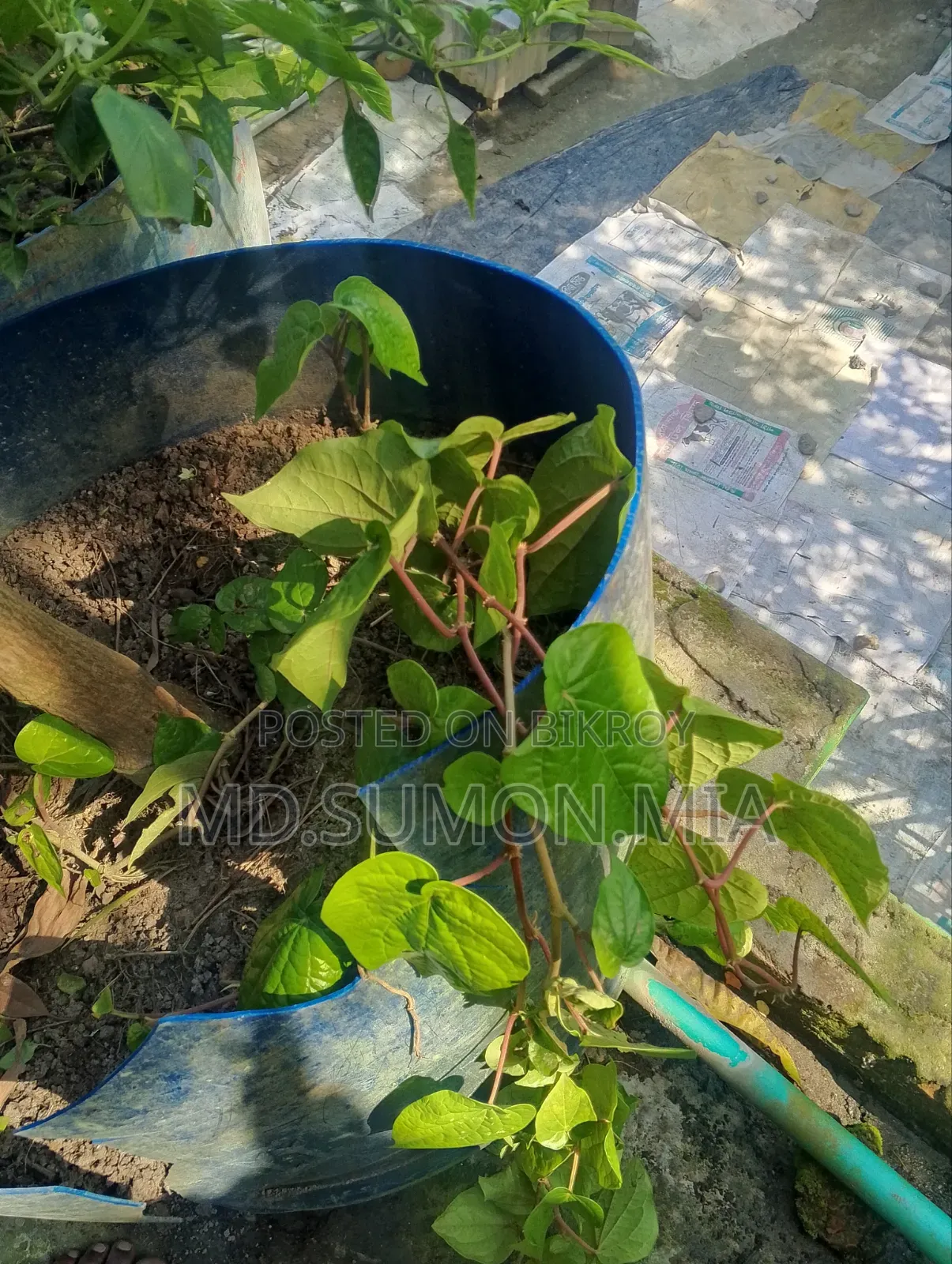 পান গাছ বিক্রি করা হবে
