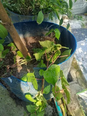 পান গাছ বিক্রি করা হবে