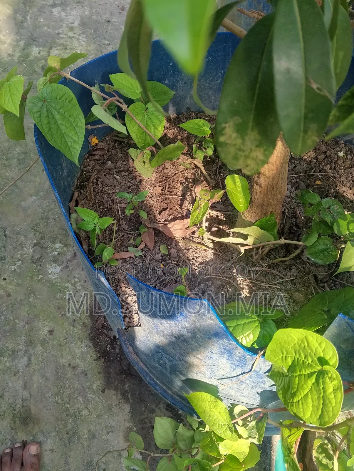 পান গাছ বিক্রি করা হবে