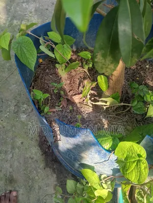 পান গাছ বিক্রি করা হবে