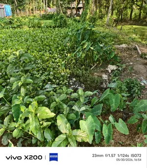 5 decimal land for sale next to a pitch-paved road