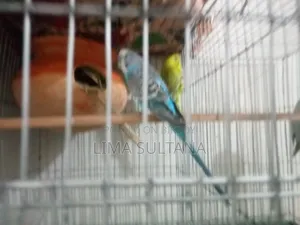 1 pair of adult Budgie and 1 single male Budgie bird for sale