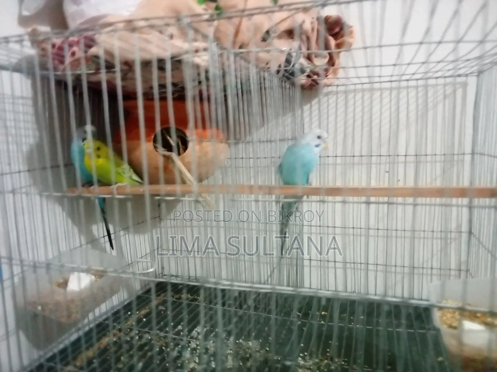 1 pair of adult Budgie and 1 single male Budgie bird for sale