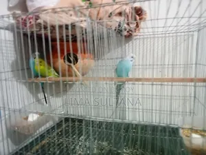 1 pair of adult Budgie and 1 single male Budgie bird for sale
