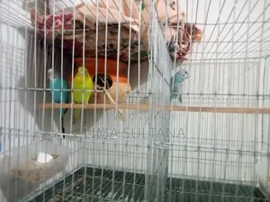 1 pair of adult Budgie and 1 single male Budgie bird for sale