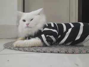 6-12 Months Male Purebred Persian