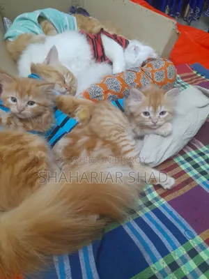 1-3 Months Male Purebred Persian