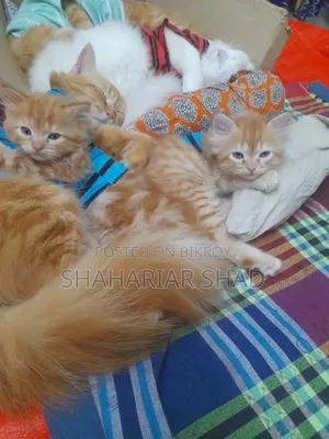 1-3 Months Male Purebred Persian