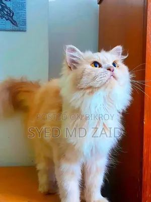 1+ Year Female Purebred Persian