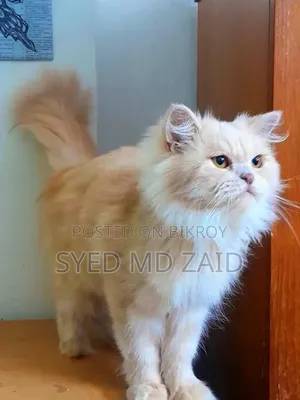 1+ Year Female Purebred Persian