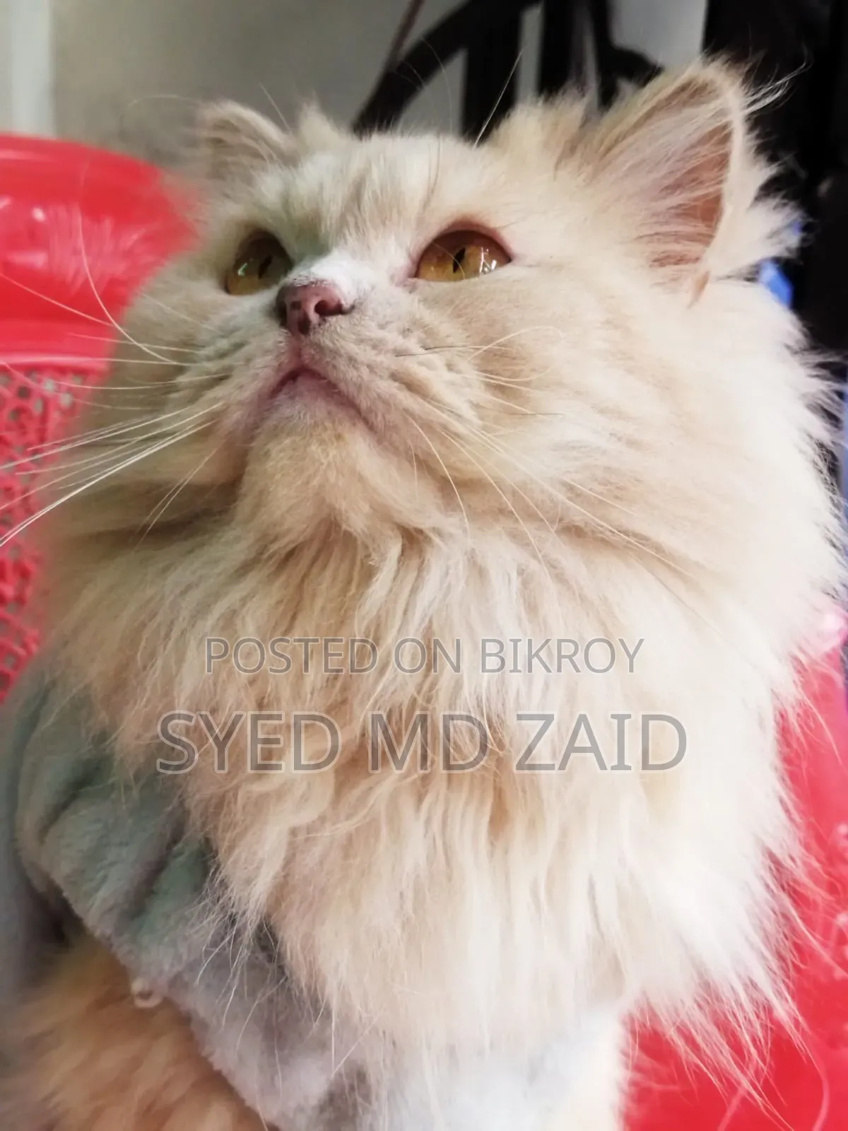 1+ Year Female Purebred Persian