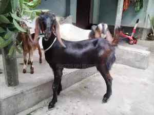 High-quality female goat for sale