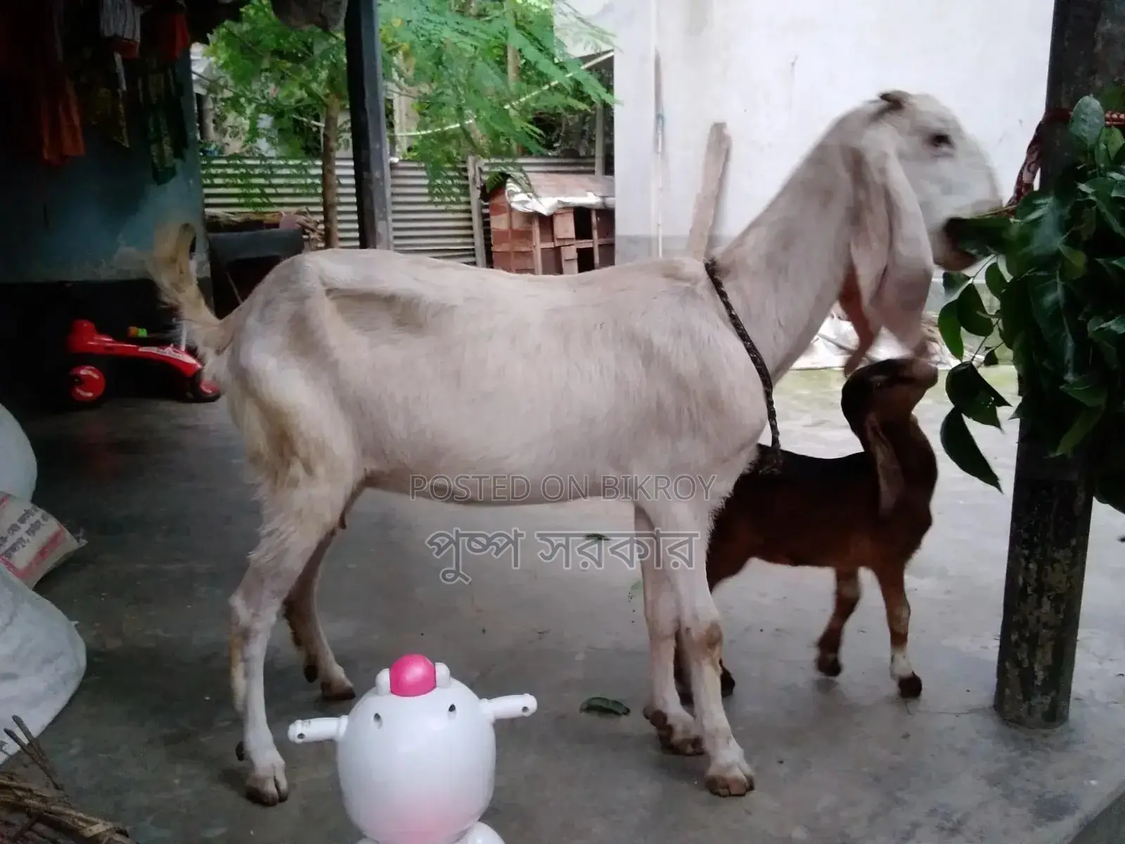 High-quality female goat for sale