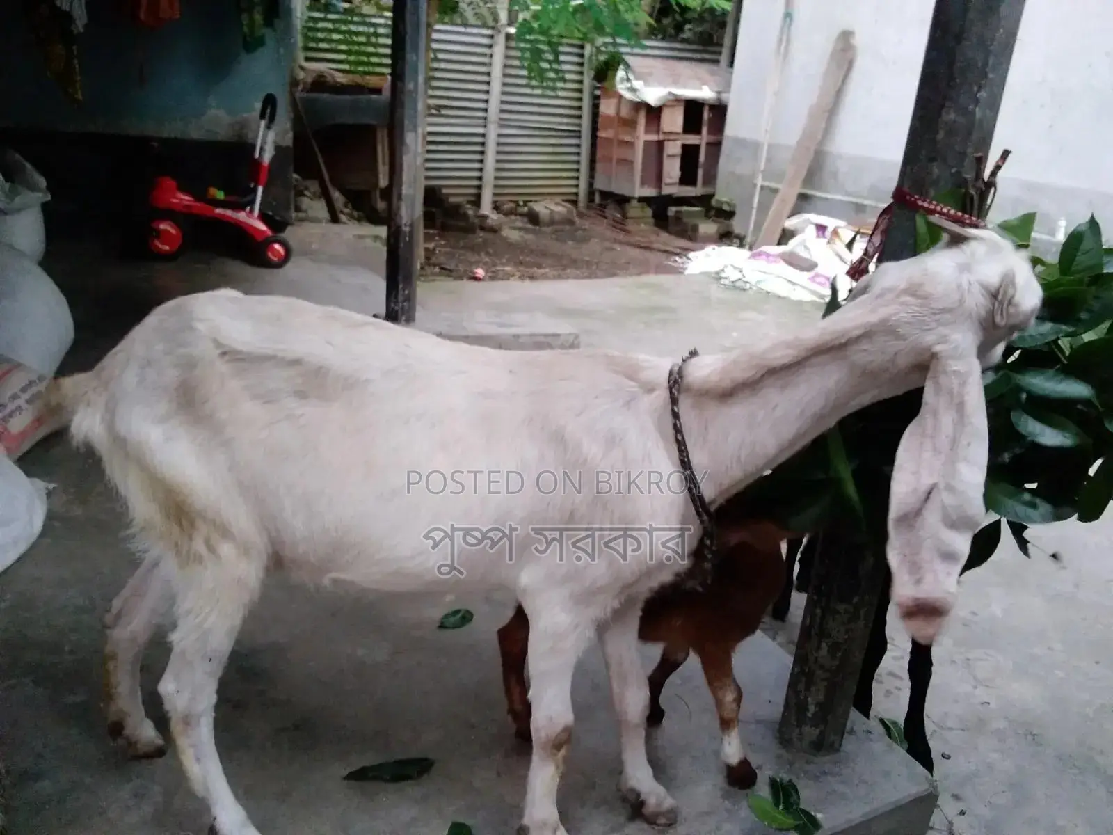 High-quality female goat for sale