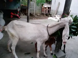 High-quality female goat for sale