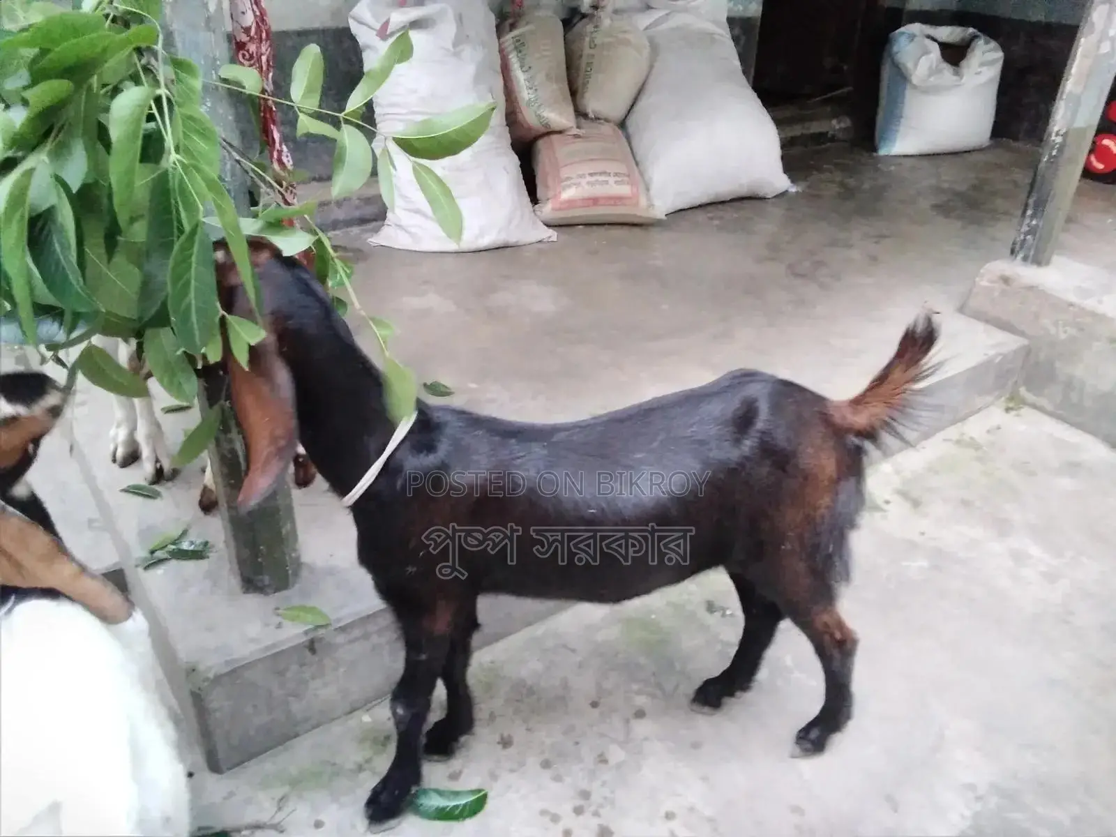 High-quality female goat for sale