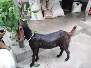 High-quality female goat for sale