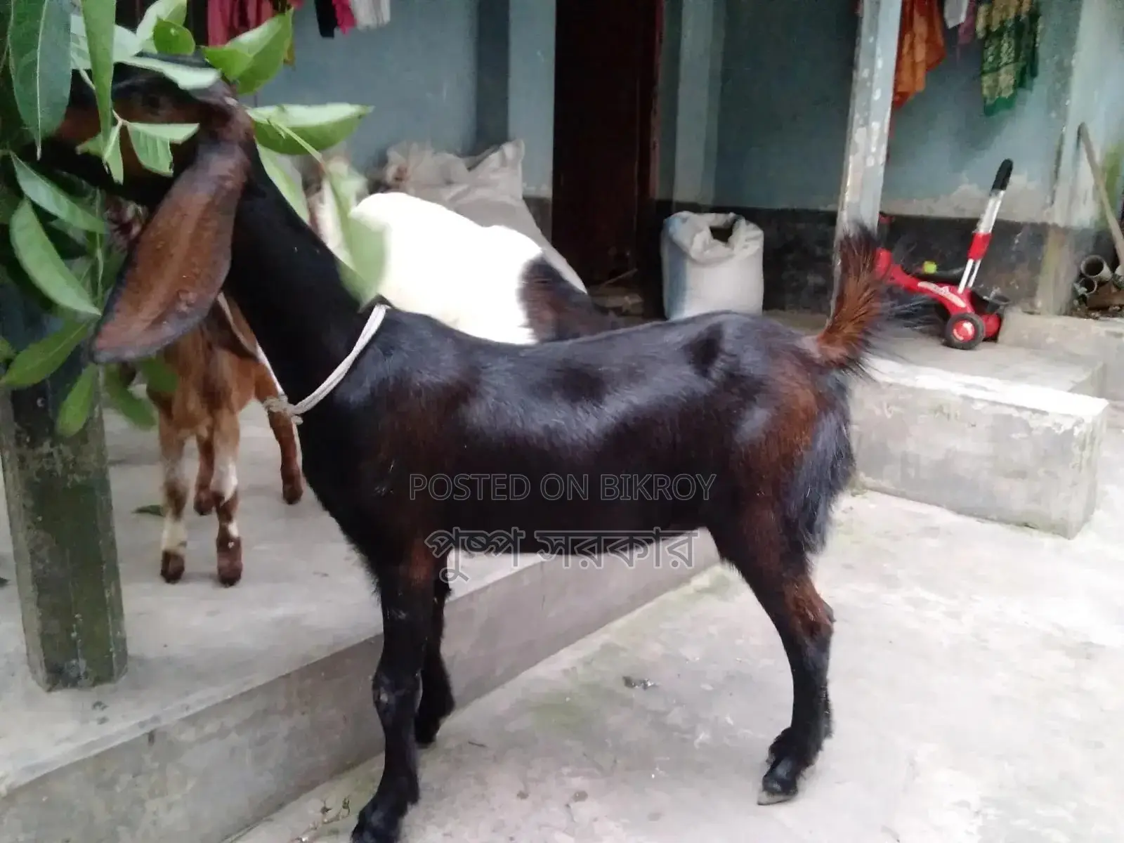 High-quality female goat for sale
