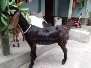 High-quality female goat for sale