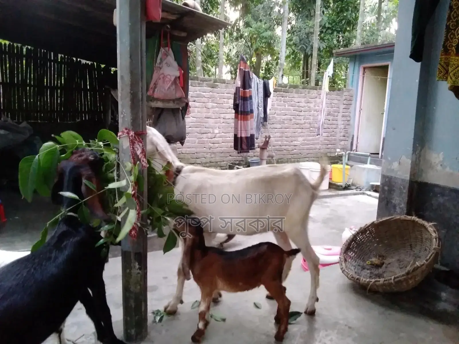 High-quality female goat for sale