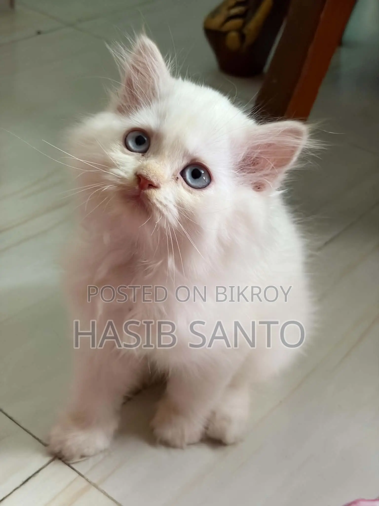 1-3 Months Male Purebred Persian