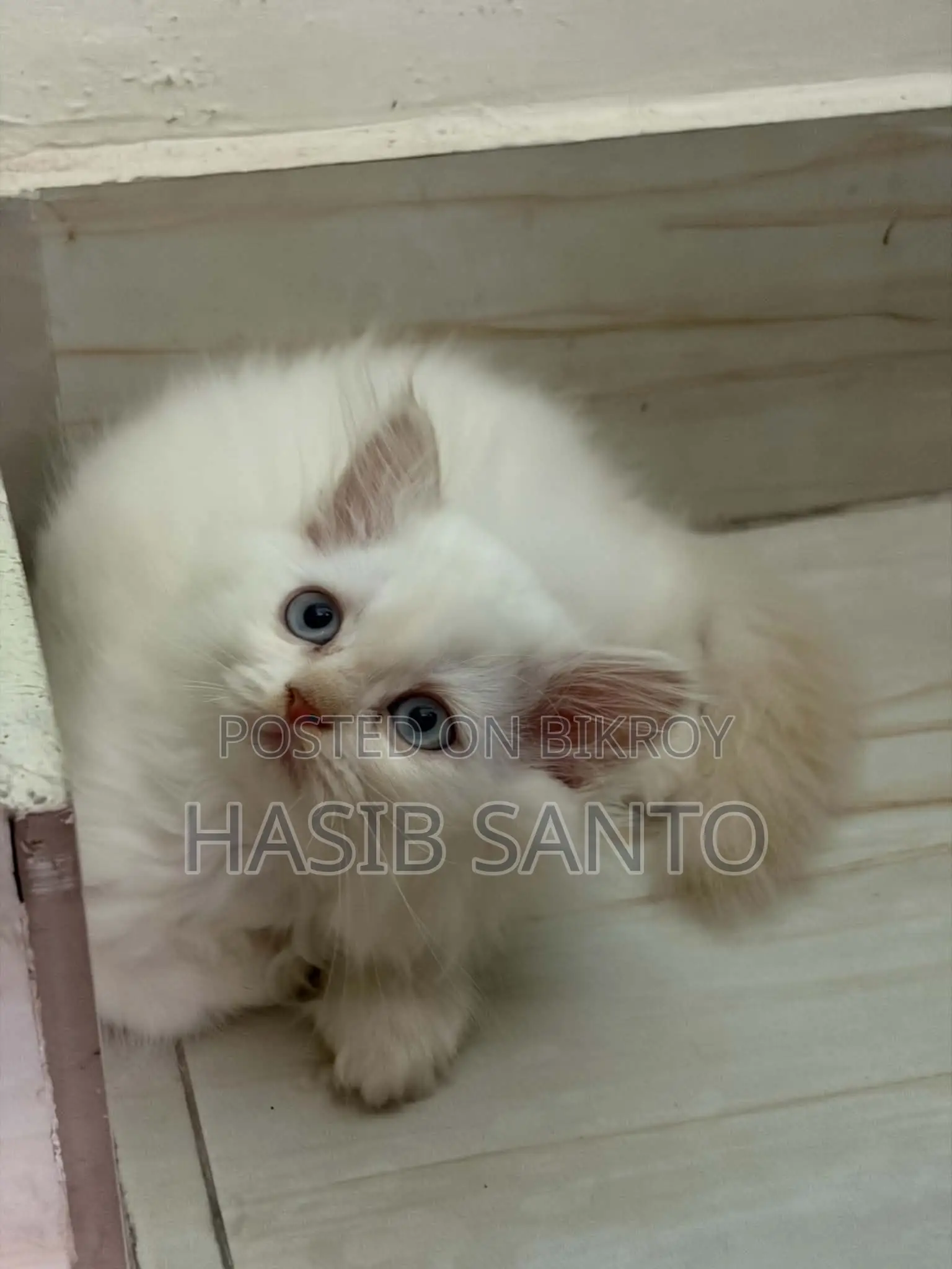 1-3 Months Male Purebred Persian