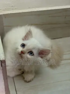 1-3 Months Male Purebred Persian