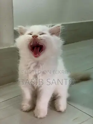 1-3 Months Male Purebred Persian